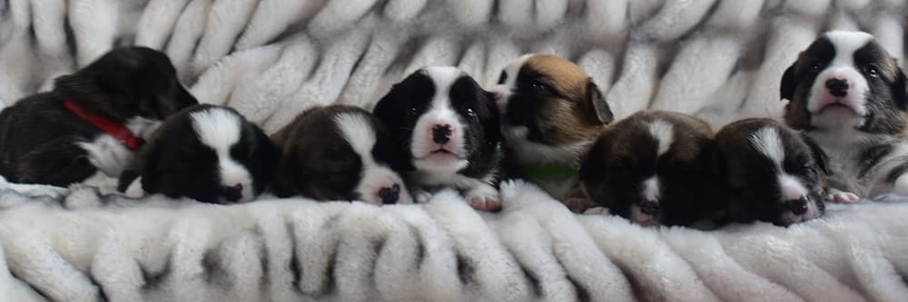 Group photo of the Zhelan litter